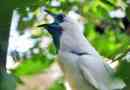 Sunngal rocking - walking bird, звучав, як дзвіниця